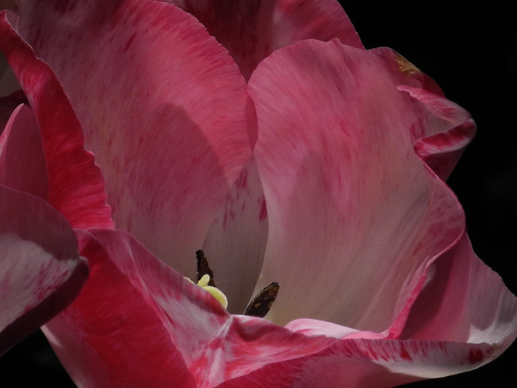 tulpe rosarotkleiner.jpg